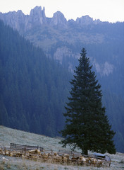Sheep on Chocholowska Valley Mnichy Chocholoskie Mountain, Tatry mountains, Poland © Maciej