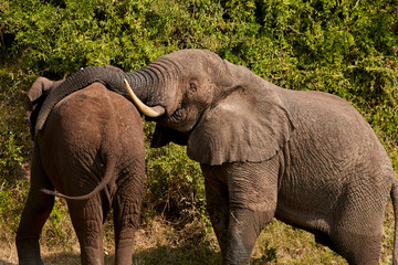 Queen Elizabeth Wildlife