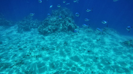 Fototapeta na wymiar Flock of tuna underwater diving, spactacular wiev