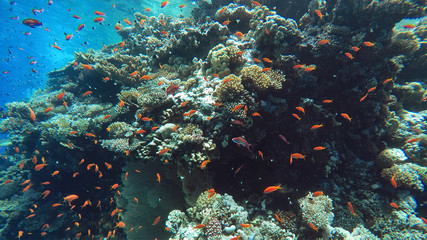 Plakat Coral reef underwater, a lot of fish, diving