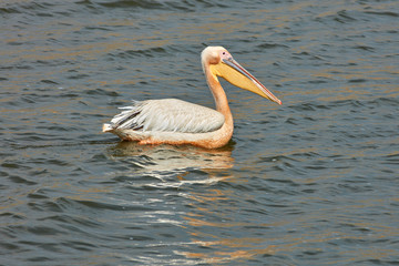 Queen Elizabeth Wildlife