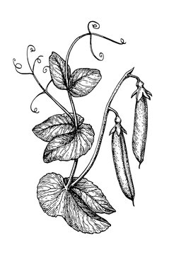 Ink sketch of pea.