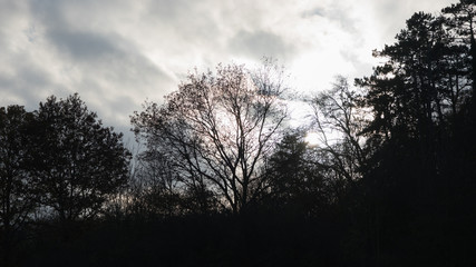 Herbstlandschaft mit kahlen Bäumen vor bewölktem Himmel