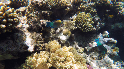 Coral reef underwater, a lot of fish, diving