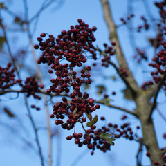 Rote Beeren am Baum im Herbst