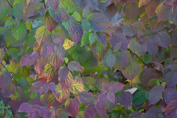 Bunte Herbstblätter - Textur