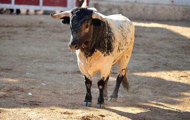 toro en españa con grandes cuernos