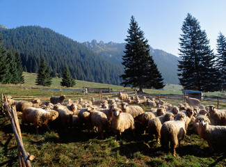 Sheep in Chocholowska Valley, Tatry mountains, Poland © Maciej