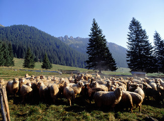Sheep in Chocholowska Valley, Tatry mountains, Poland © Maciej