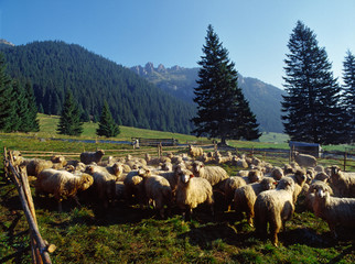 Sheep in Chocholowska Valley, Tatry mountains, Poland © Maciej