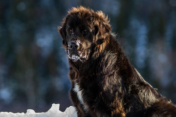 Close up on a Black Newfoundland Dog in Winter 