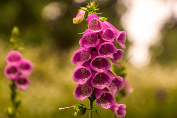 Blossoming foxgloves with defocued background