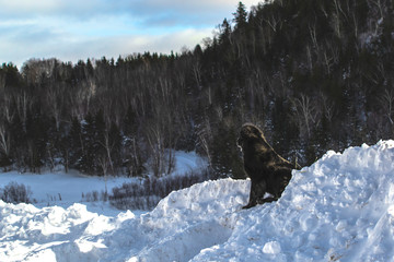 Beautiful Black Newfoundland Dog in Winter in Quebec Canada