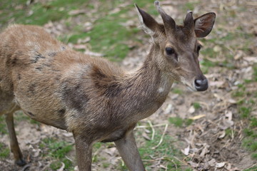 fallow deer