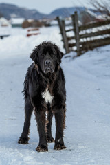 Tall Black Newfoundland Dog Stranding in the Snow in Quebec Canada
