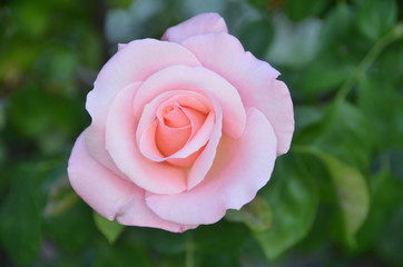 Rosa