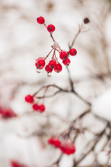 Fototapeta na wymiar red berries in snow. space for text.