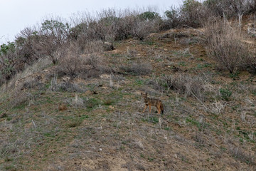 coyote on hill