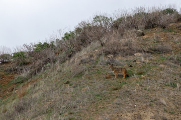 coyote on hill