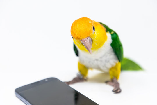 A curious bird is listening to sound coming from a cellphone