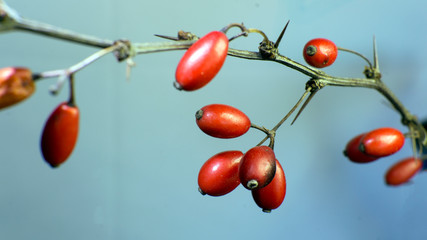 Fruits of the Nature of a Pomegrante