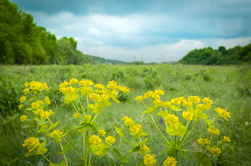 Obraz premium grass spurge