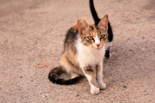 Calico (Tabico) stray cat mum with her kitten