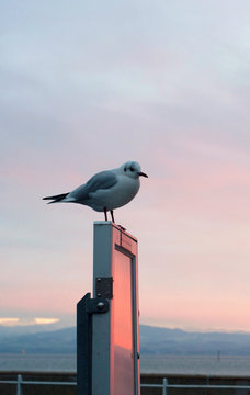 Seagull portrait on the advertising panel at sunset. Close up view of white bird seagull sitting at the sunset.
