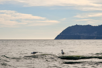 Two seagulls on rocks surrounded by waves with the cape of Capo Mele in the background, Alassio, Liguria, Italy