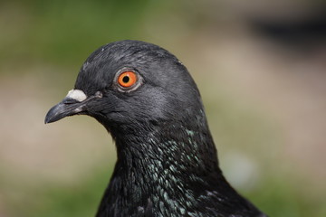 Single pigeon walking.