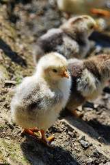  Small chicken