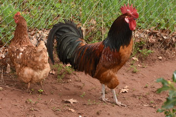 beautiful big rooster