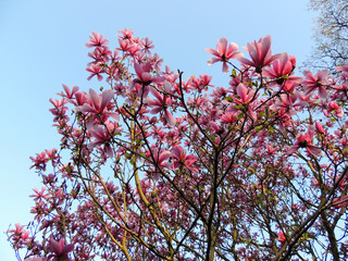 Magnolia Galaxy during flowering. Spring