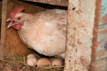 a hen laying eggs in its nest