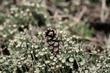 Pine cone in the moss