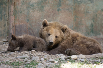 Brown Bear at  zoo