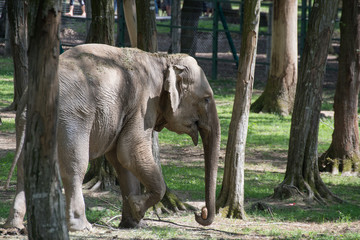 Naklejka premium Słoń w zoo w Targu Mures, Rumunia, 2018