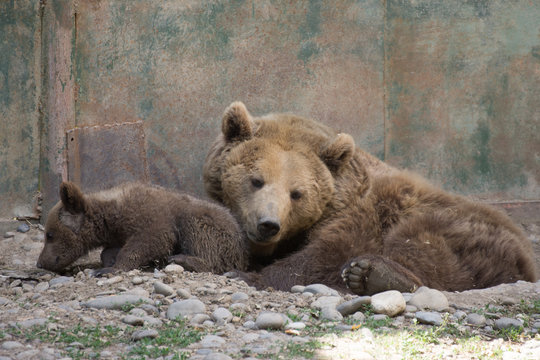 Brown Bear at  zoo