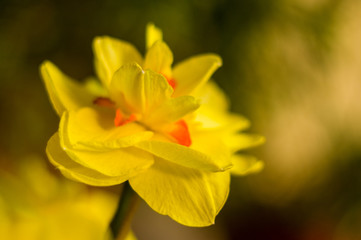 Amazing yellow huge bright daffodils in sunlight.