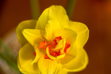 Amazing yellow huge bright daffodils in sunlight.