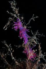 A small purple invertebrate slides over the algae in search of food.