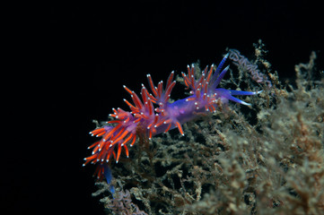 A small purple invertebrate slides over the algae in search of food.