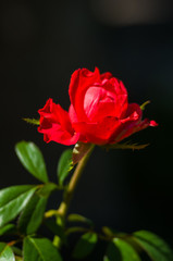 Fototapeta premium Red Rose flower. Nature. close up, selective focus