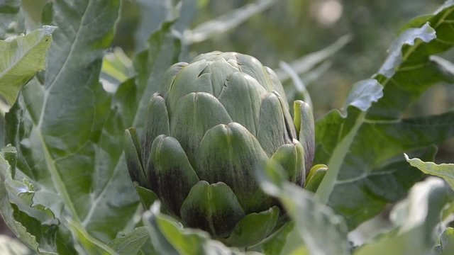 Cynara scolymus ft3110_0001 Carciofo Artischocke Artichaut video Alcachofa