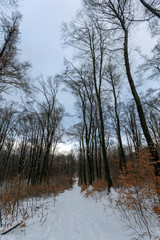 Naklejka na ściany i meble Winter forest in Hungary