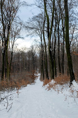 Winter forest in Hungary