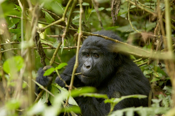 Gorilla Trek