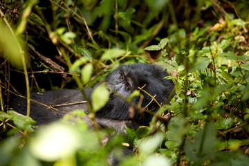 Gorilla Trek