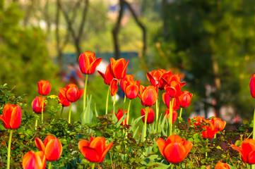 colorful tulips in early spring in the garden