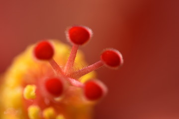 Japanese red rose,detail, petal with drops of water